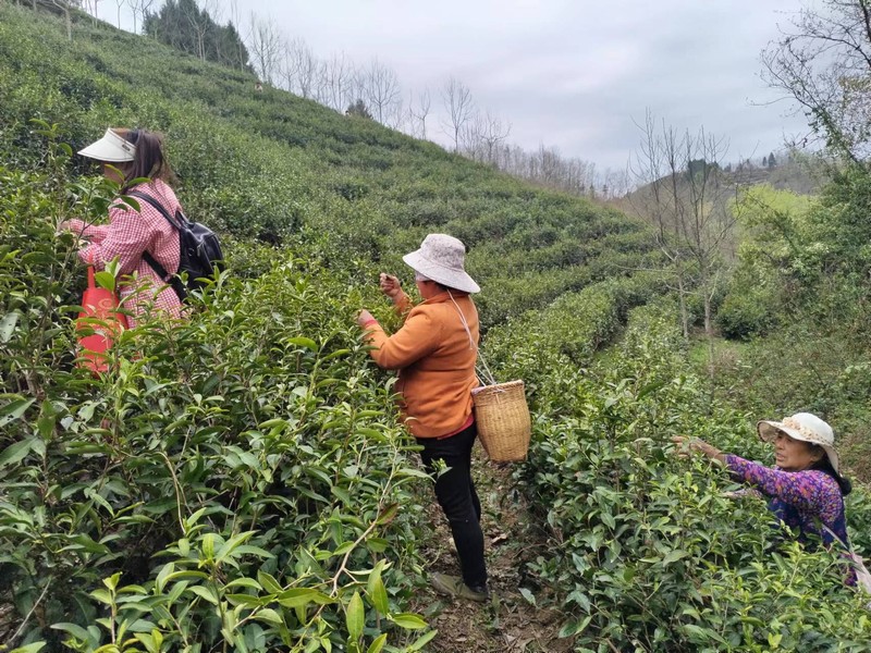 陜煤建設(shè)定點(diǎn)幫扶村：春茶采摘忙，茶香促振興